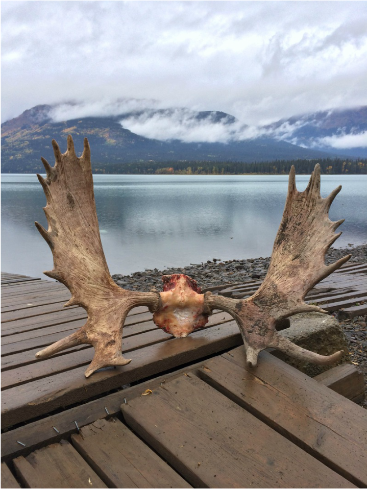 My Moose Back At The Dock At Tatogga Lake