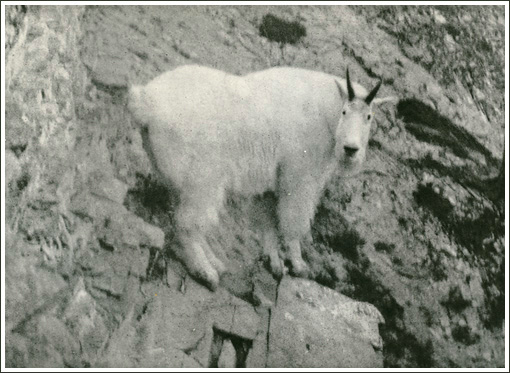 Mountain Goat Taken at Twelve Feet