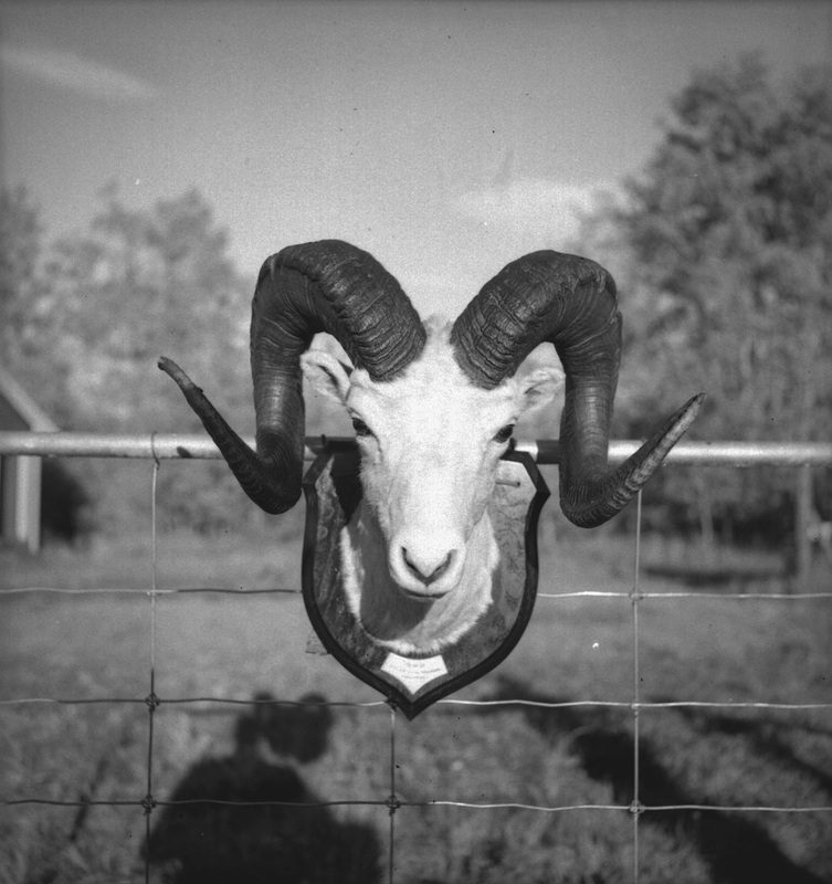 Author's ram later mounted
