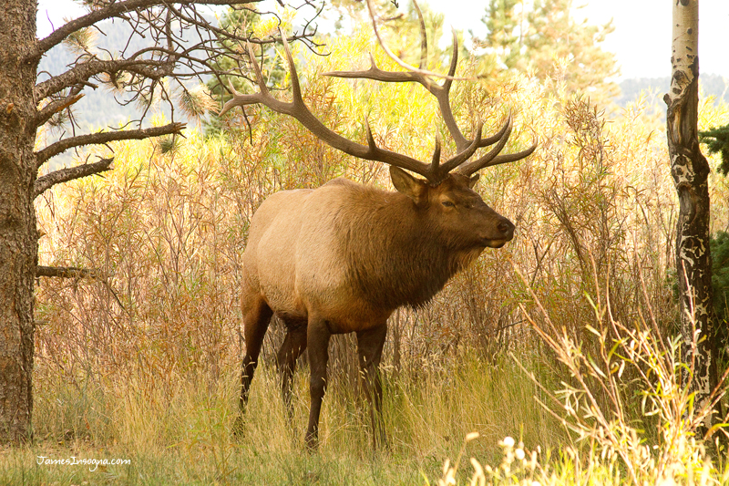 A dominant bull elk in colorful Colorado Country. The elk or wapiti (Cervus canadensis) is one of the largest species of deer in the world and one of the largest land mammals in North America and eastern Asia. In the deer family (Cervidae), only the larger moose (Alces alces), which is called an "elk" in Europe, and the sambar (Rusa unicolor) rival the elk in size. Elk are similar to the Red Deer (Cervus elaphus) found in Europe, of which they were long believed to be a subspecies. Male elk have large antlers which are shed each year. Males also engage in ritualized mating behaviors during the rut, including posturing, antler wrestling (sparring), and bugling, a loud series of vocalizations which establishes dominance over other males and attracts females. Source: Wikipedia Buy this beautiful Bull Elk Wildlife artwork as a fine art print, stock image or canvas art print. For sale and available in all sizes, custom framed or unframed to decorate your office walls, home walls, cafe, restaurant, boardroom, waiting room or almost any commercial space. Museum quality art with fast, secure, world wide shipping to your door. Wall prints are also a great gift idea. Fine Art photography nature landscape Photographer artist James Bo Insogna (C) 2011.