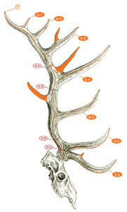 Measuring And Scoring Rocky Mountain Elk - B&C Club Official Guide ...