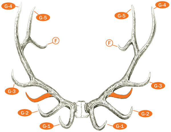 Measuring and Scoring Rocky Mountain Elk - B&C Club Official Guide ...