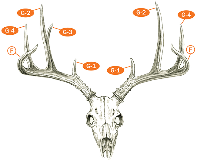 deer rack size chart - Part.tscoreks.org