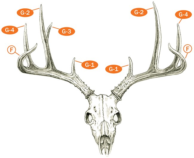 Deer Score Chart