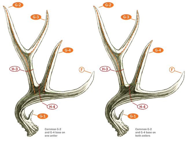 deer points scoring