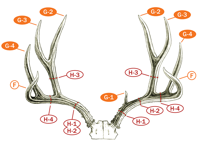 Measuring And Scoring Mule And Blacktail Deer B C Club Official Guide 